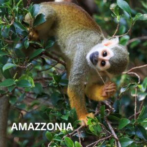 AMAZZONIA