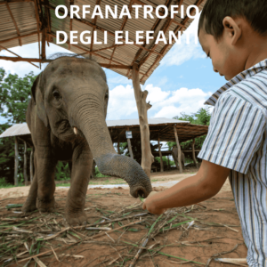 orfanatrofio elefanti